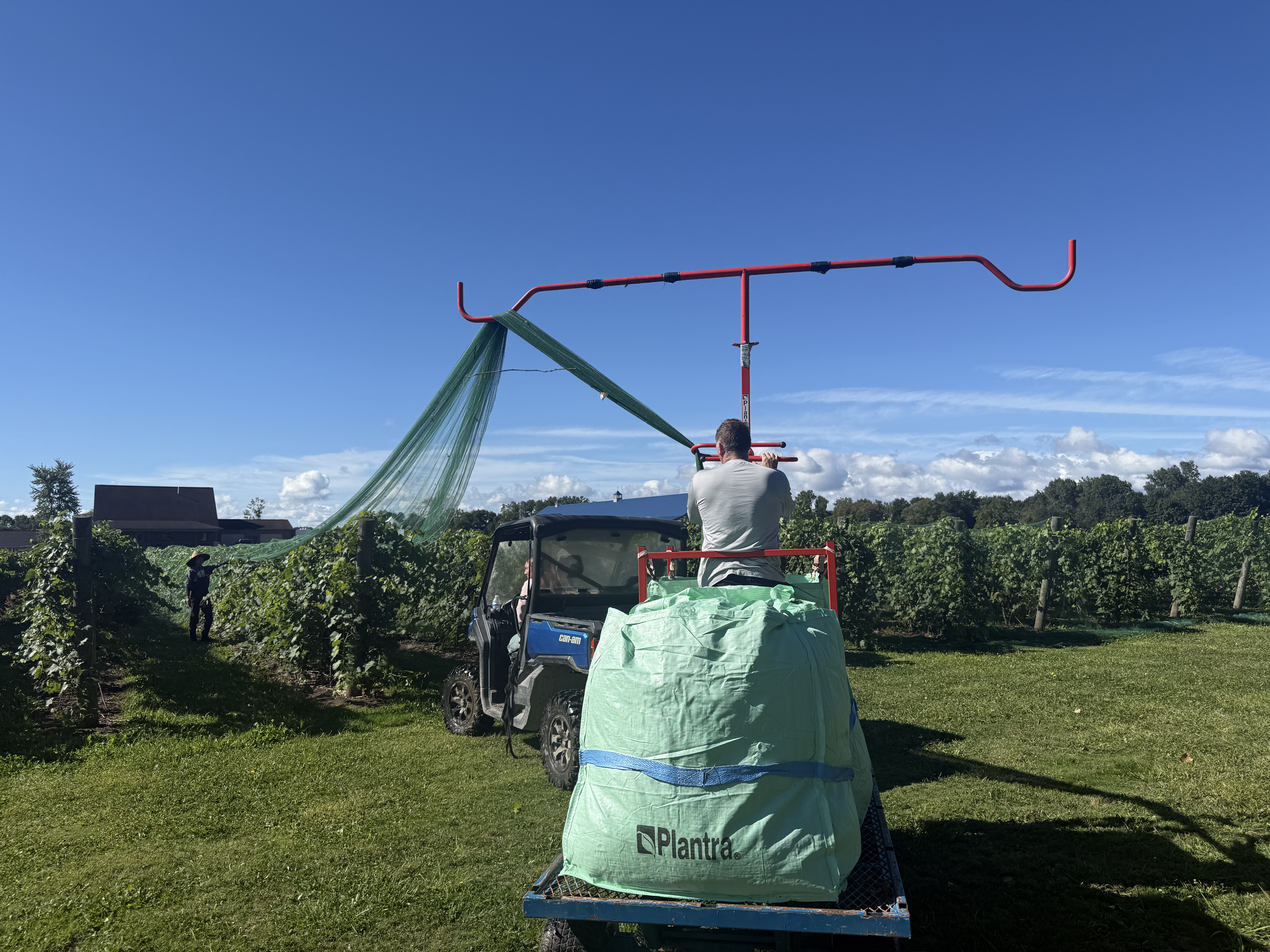 Equipment removing green netting from a grape vineyard.